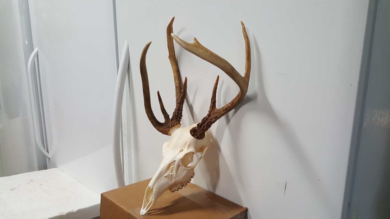 Double Main Beam WHITETAIL DEER RACK FULL SKULL mule elk shed antlers taxidermy