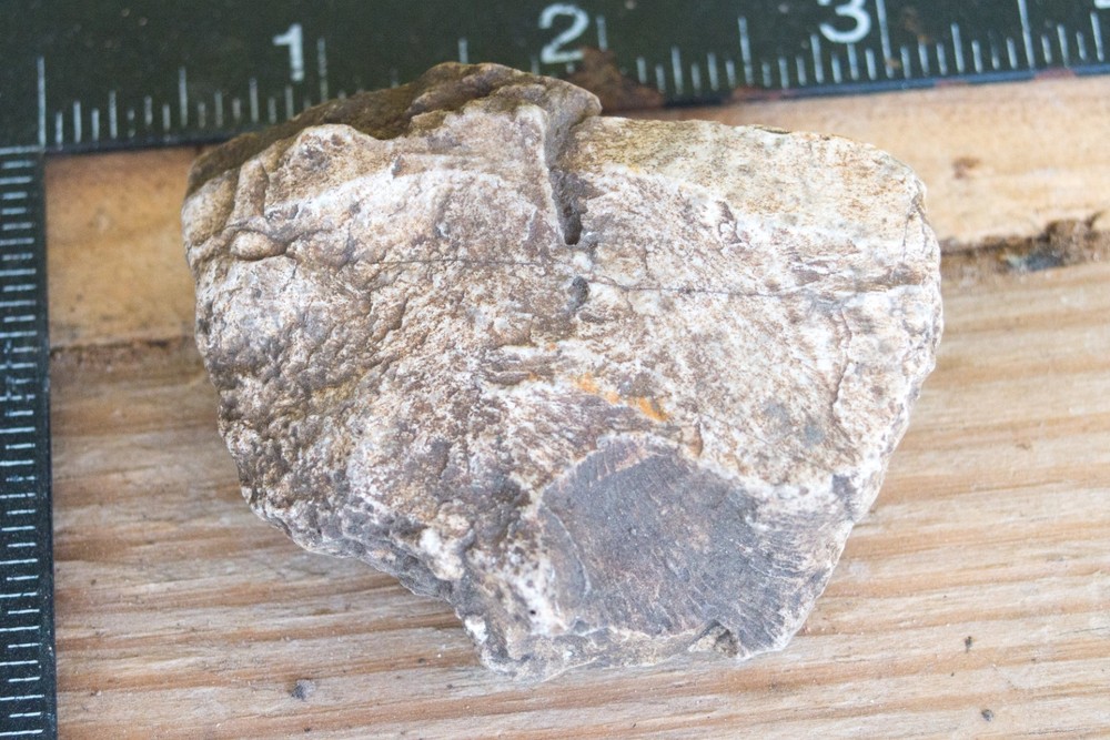 NE Oklahoma Fossil