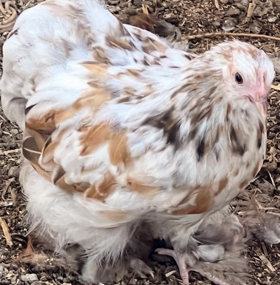 Dozen Cochin Bantam Eggs for Hatching