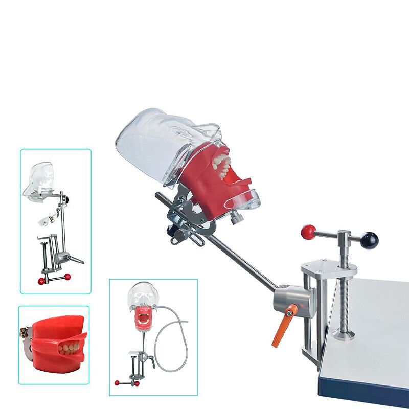 Dental Simulator Manikin Phantom Head Teeth Model Bench Mount Teaching Model