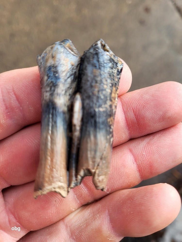 Historic bison tooth with blue vivianite  permineralization