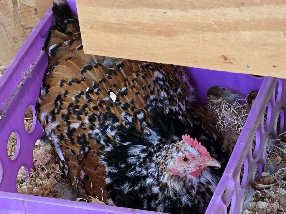 Chicken Hatching