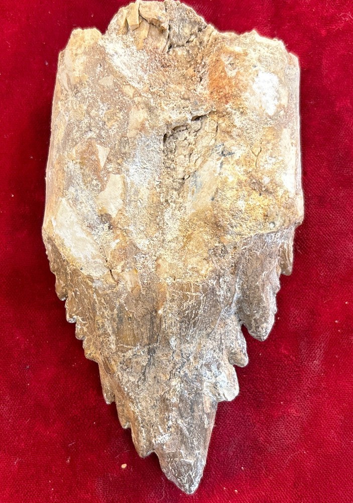 4 1/2” Basilosaurus Tooth 40-34 Mil Yrs Old Late Eocene