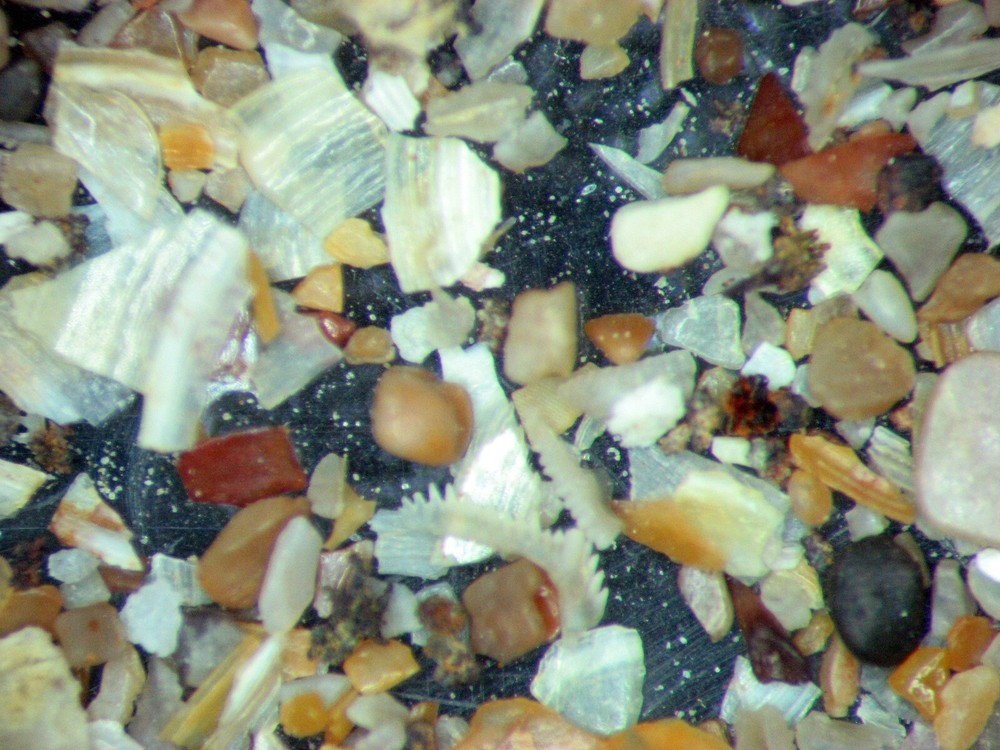 Devonian Kothman Ranch Limestone Conodont shark fish microfossil matrix slide x1