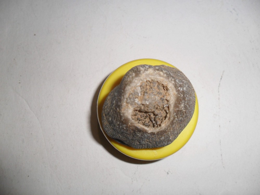 Crystal Brachiopod