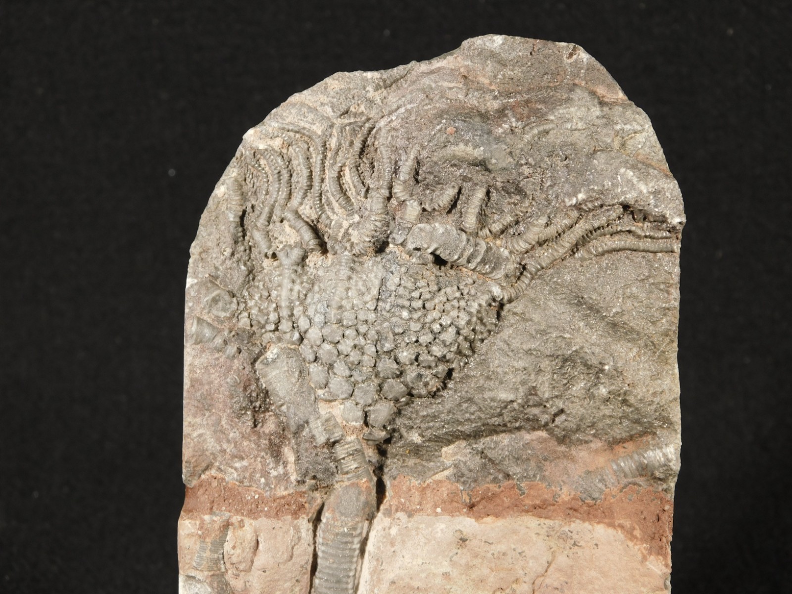 430 Million Year Old! CRINOID Fossil or Sea LILY Fossil Morocco 384gr