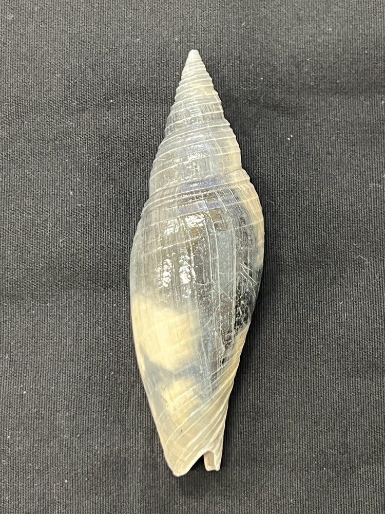 RARE Fossilized MITRE Shell From Central Florida, Pliocene Era.