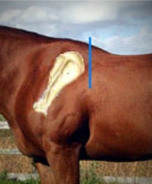The Saddle Fitting Template Kit Saddle Fit Checker Kit Complete Kit in One Bag!