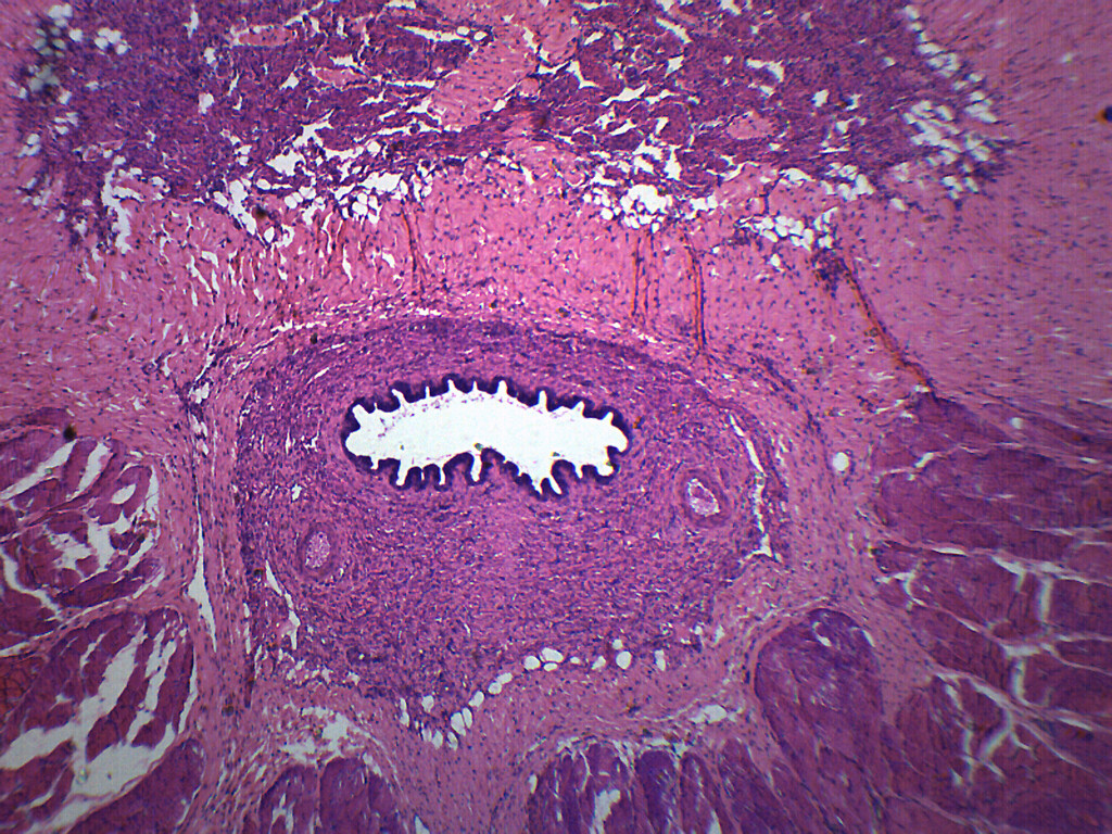 Mammalian Penis - CS - Prepared Slide - 75x25mm - Eisco Labs