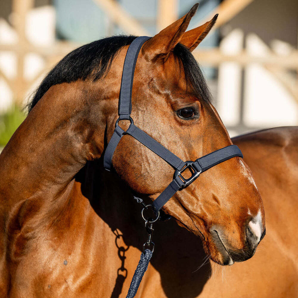 Amigo Headcollar & Leadrope