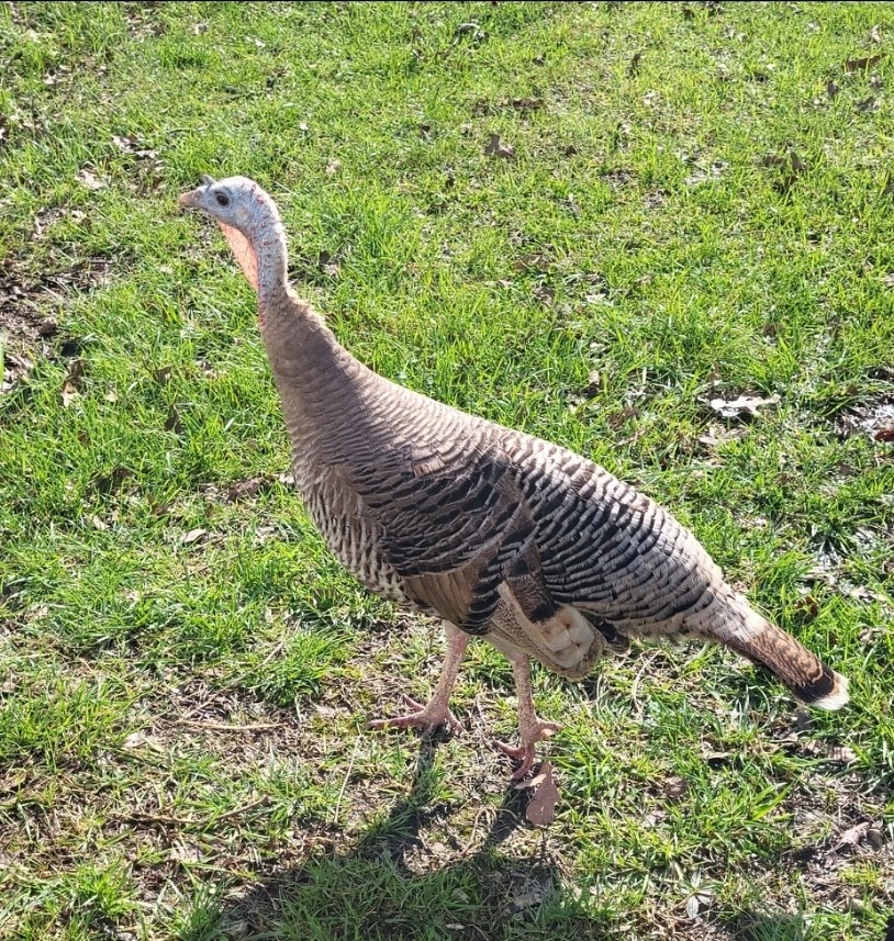 6 Eastern Wild ×Bourbon Red Turkey Cross Hatching Eggs