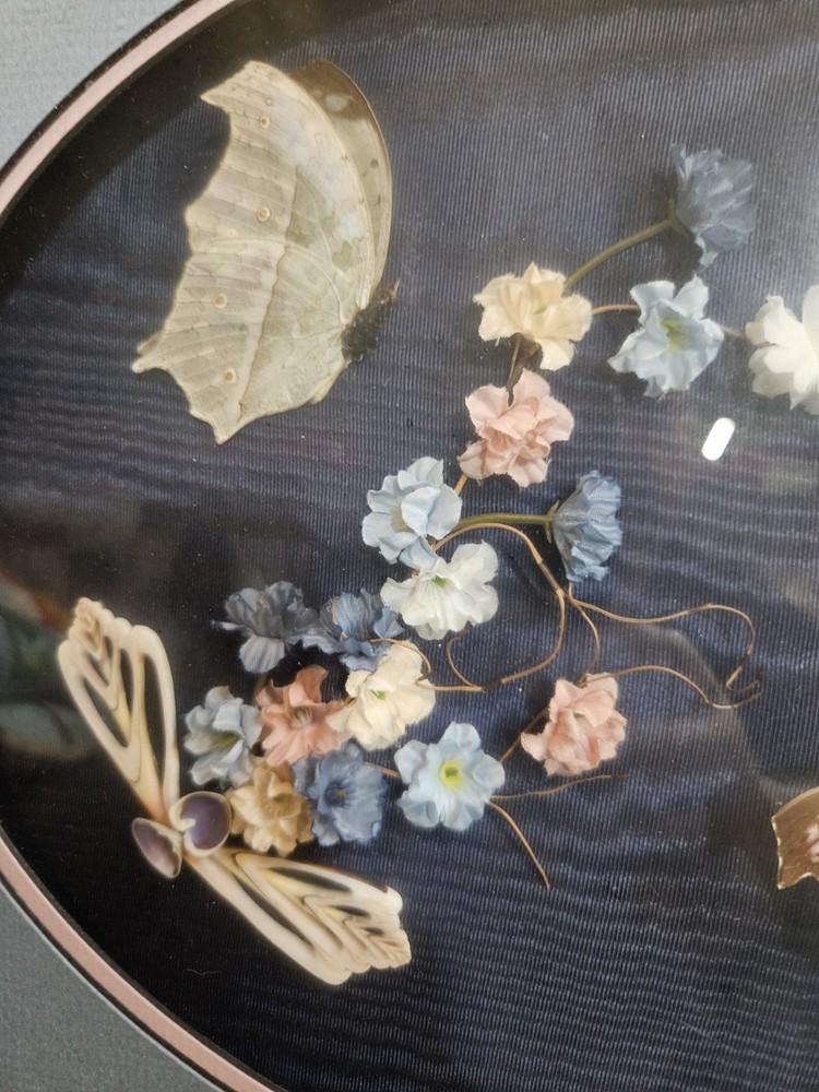 Butterfly And Shell Framed Art