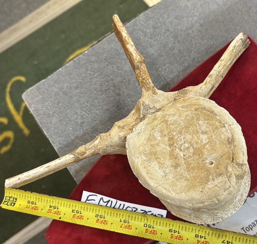 Mosasaurus Vertebrae