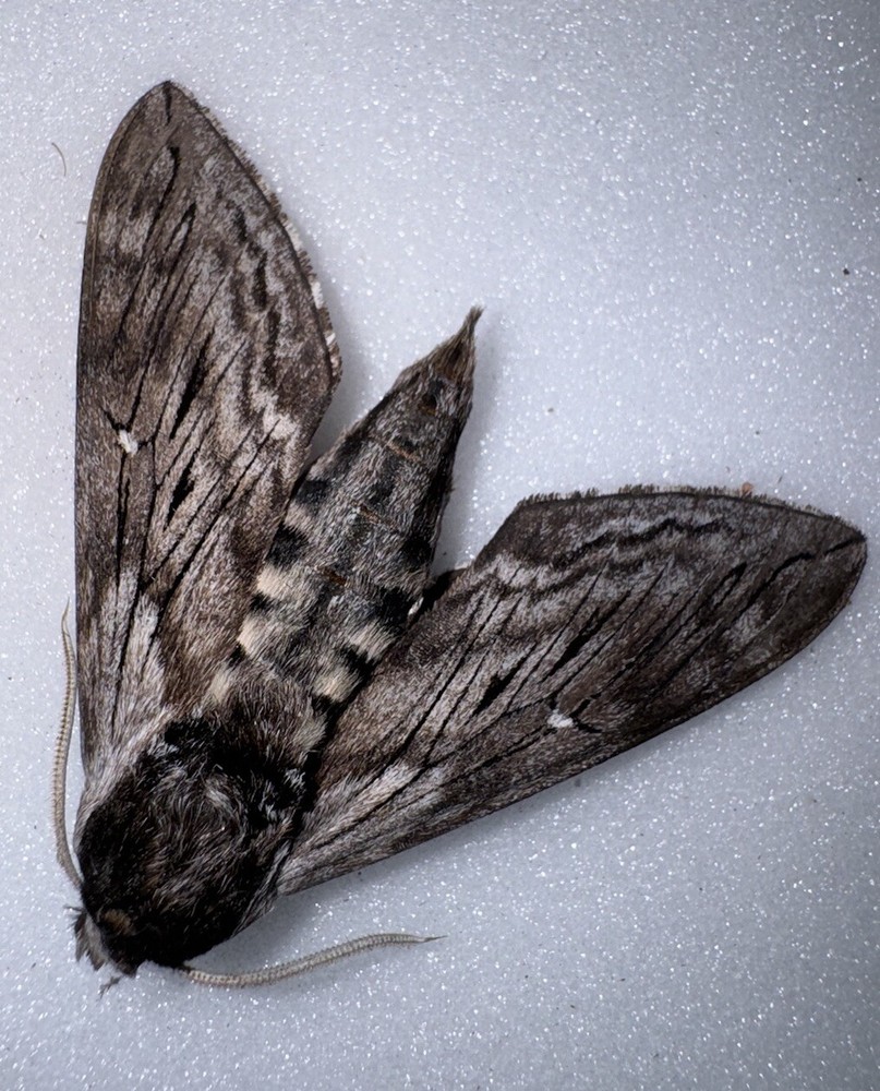 UB4 - Gray Sphinx Moth 1 - Illinois