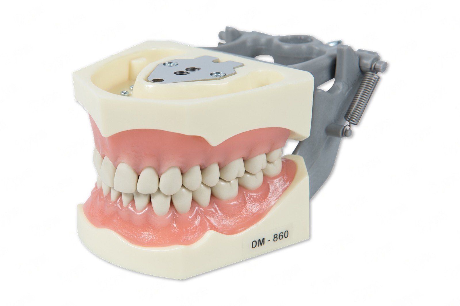 DENTAL TYPODONT MODEL 860 TEACHING MODEL FITS COLUMBIA BRAND REMOVABLE TEETH