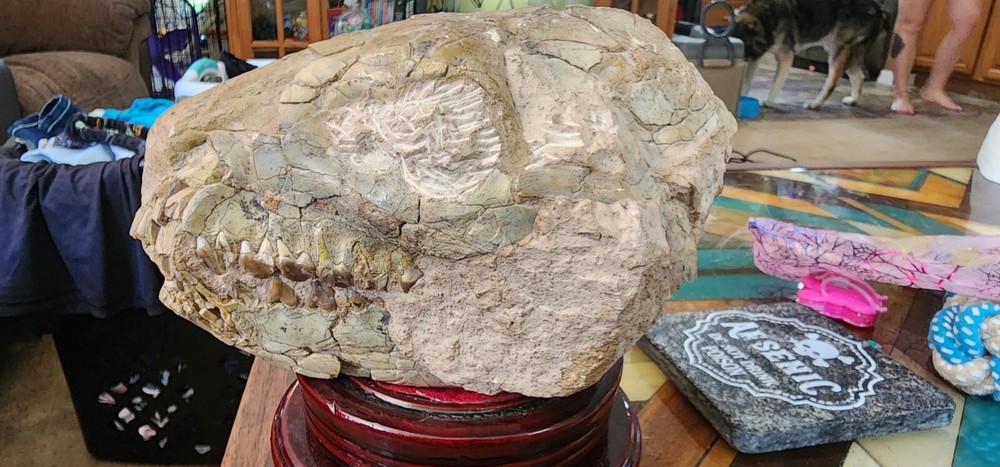 Merycoidodon Culbertsoni