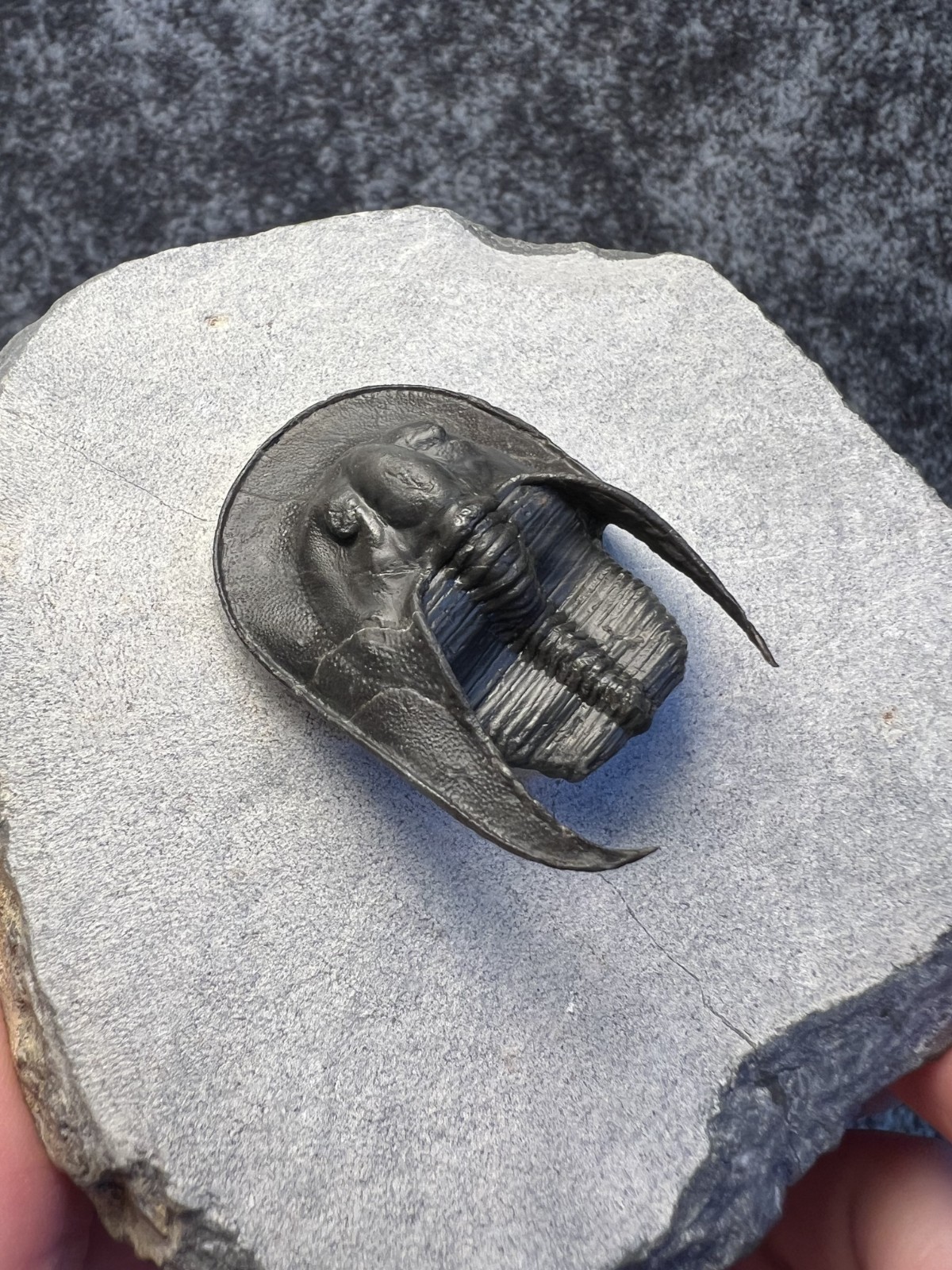 Harpes aff. perradiatus Trilobite Fossil – Attractive Specimen