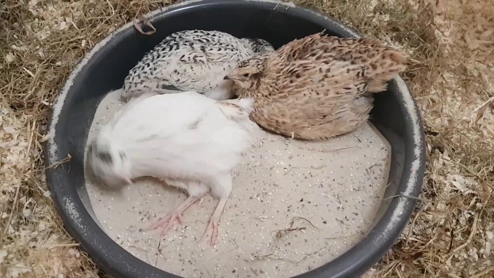 Dust bath for Quail