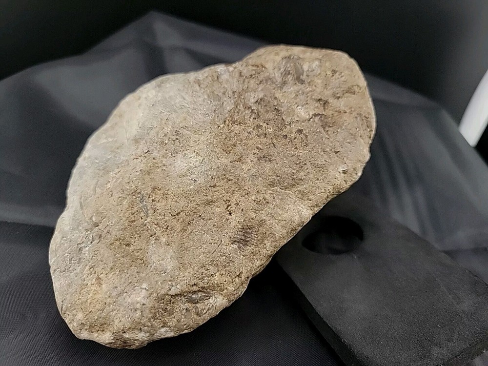 fossilized clam shell