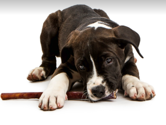 6" inch Black Angus JUMBO THICK BULLY STICKS natural dog chews treats USA SOURCE