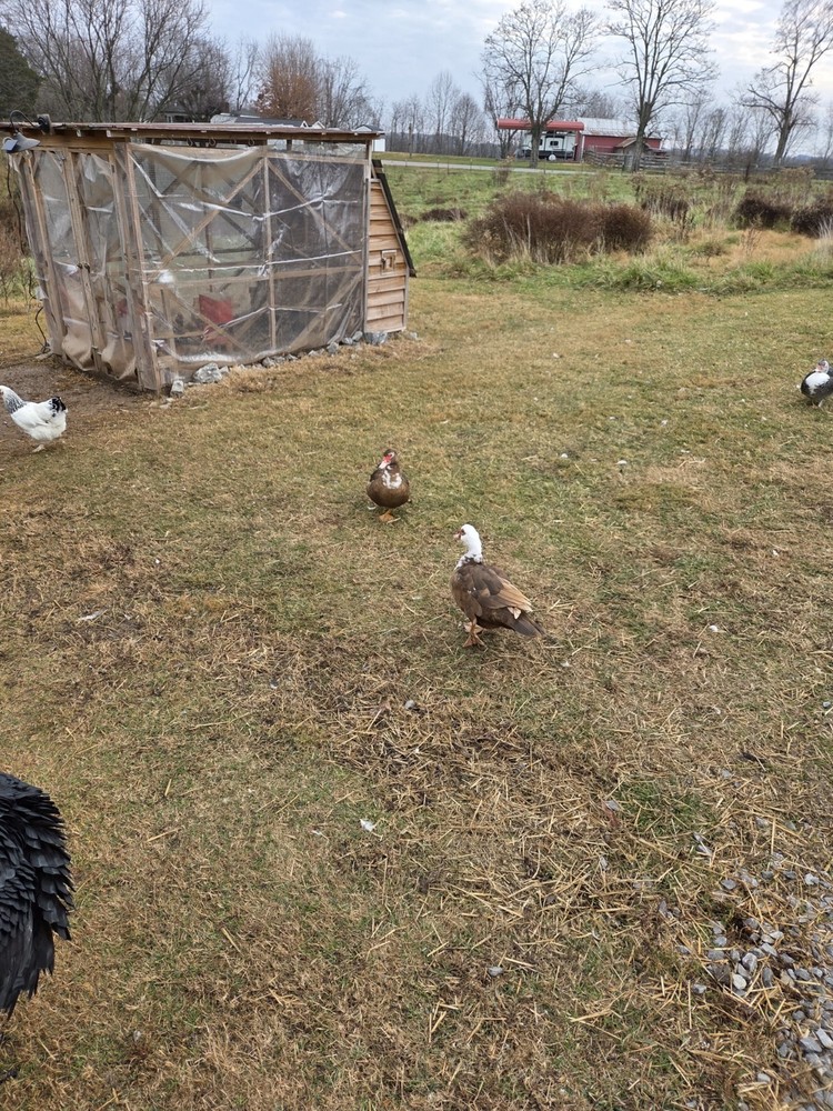 Muscovy Duck Hatching Eggs 12