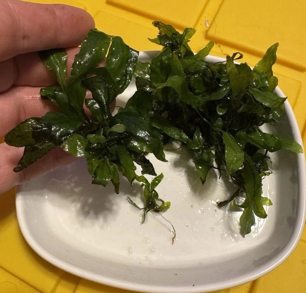 Java Fern 20+ Plants Microsorum pteropus - Live Aquarium Plant