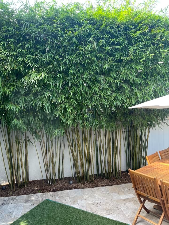 Graceful Bamboo - Bambusa textilis gracilis **NON-INVASIVE, CLUMPING**