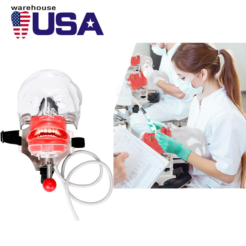 USA - Dental Simulator Mannequin Head Teeth Model Teaching Practicing Head Mold