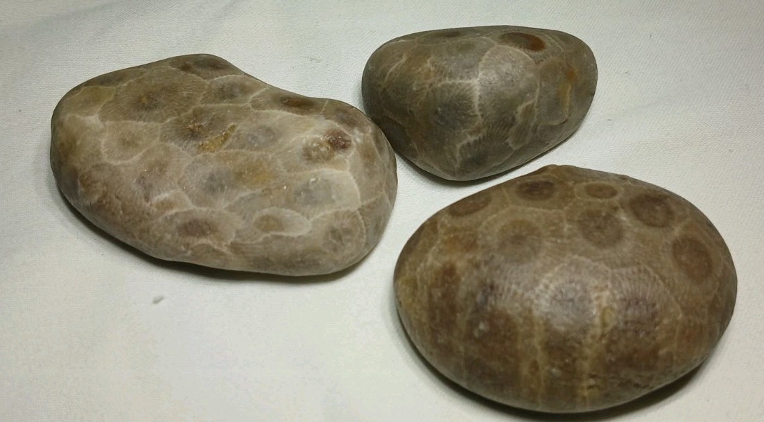 High Pattern Petoskey Stone Lot Natural Great Lakes Michigan Unpolished Fossils
