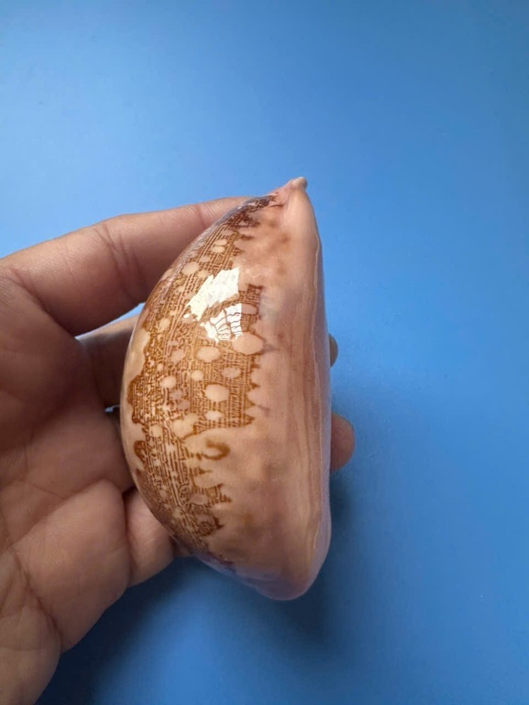 75.6mm | Cypraea Mappa |F+++ GEM | Nice pattern