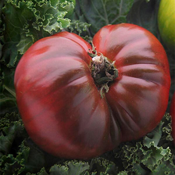 Black Krim Tomato Seeds | Non-GMO | Free Shipping | Seed Store | 1034