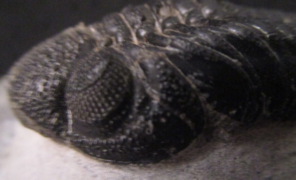 Large Excellent Example Devonian Phacops sp. Fossil Trilobite Morocco