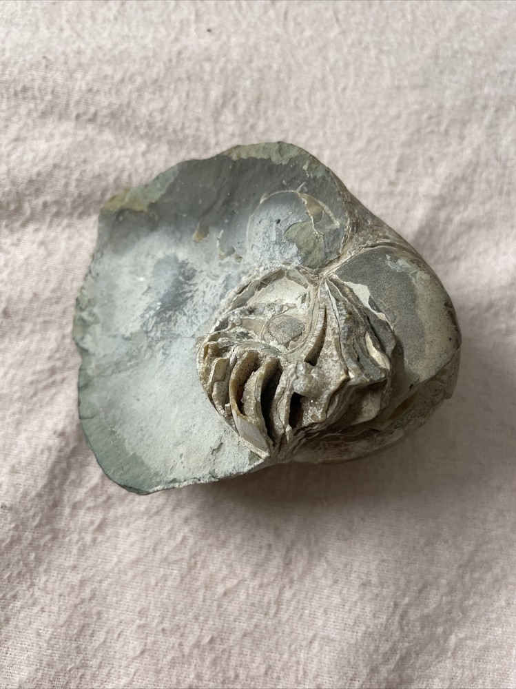 Real Fossil 485 Gr