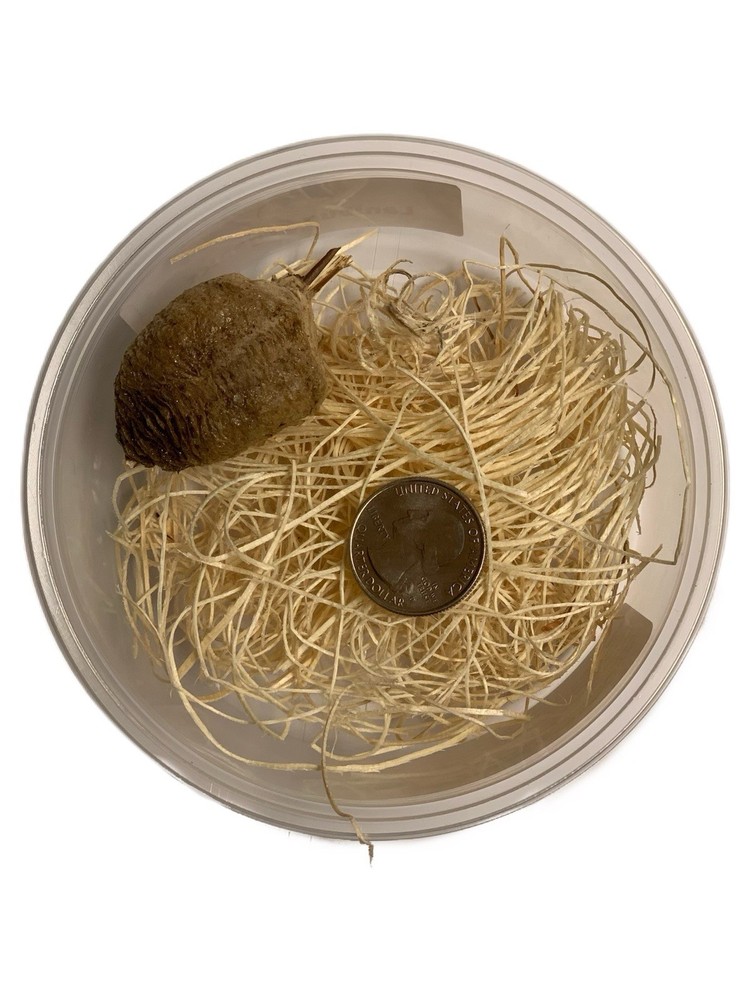 1 Chinese Praying Mantis Egg Case