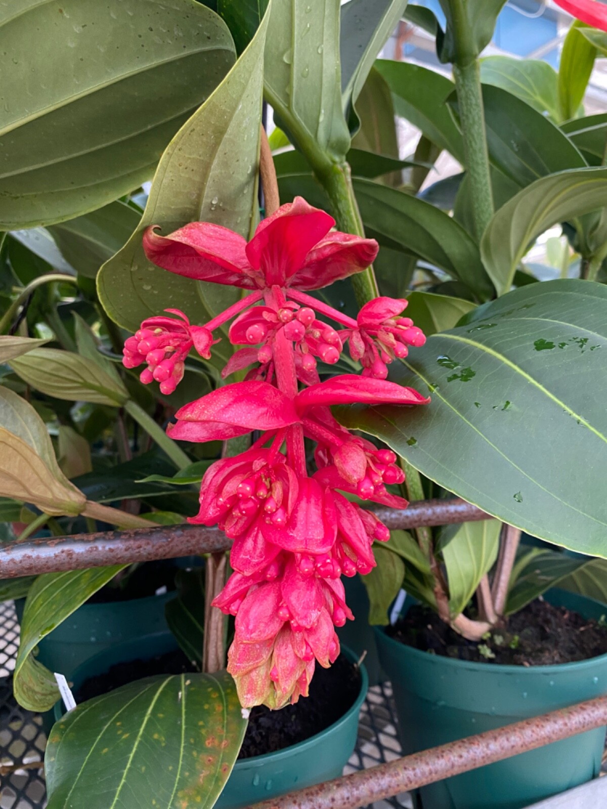 Premium "Fluffy" Tree Fern Fiber (New Zealand) - Debris Free