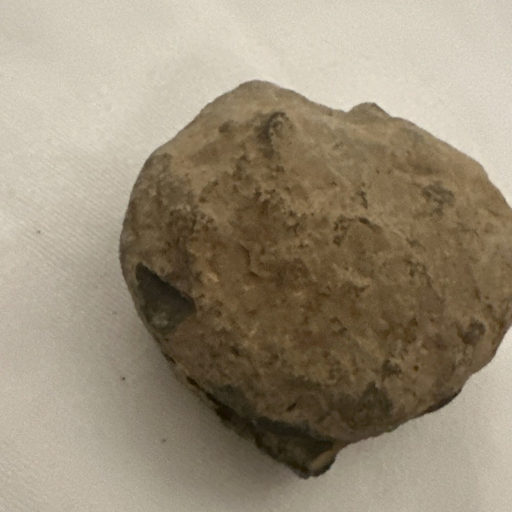 2.2” Flexicalymene Trilobite Nodule