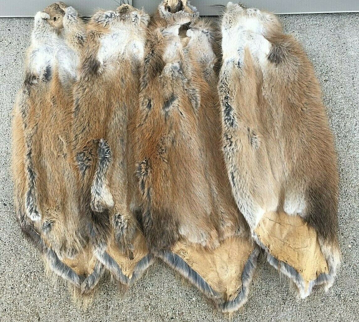 1 - Tanned Midwestern muskrat pelt, medium grade prime (muskmg)