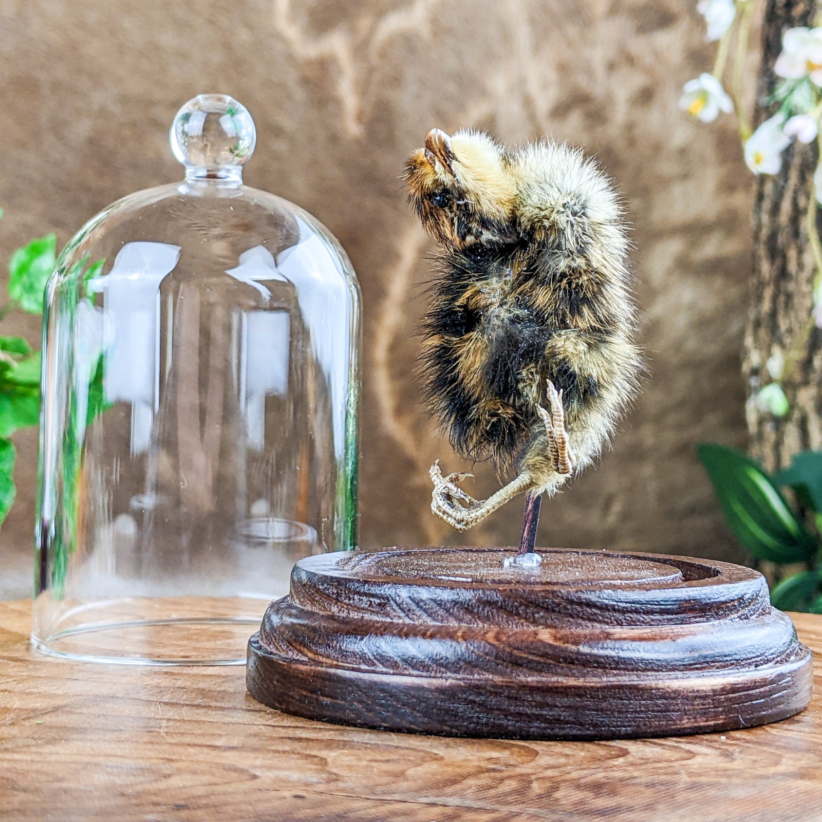Dancing Quail Chick showcased in Glass Dome Display Taxidermy curiosity decor