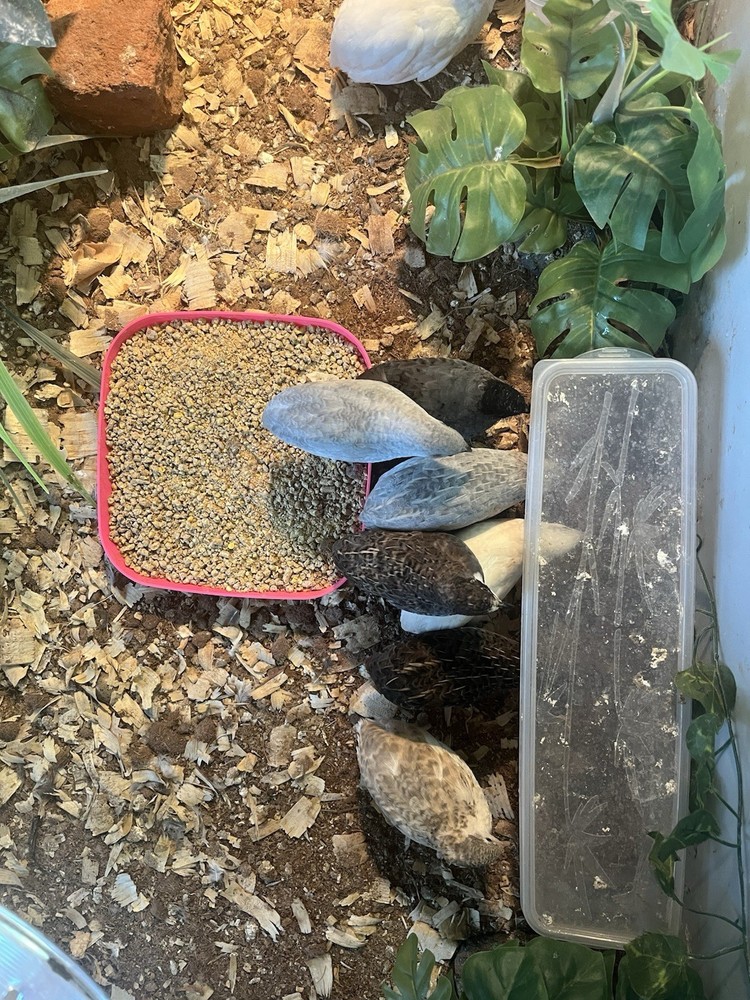 Button Quail Hatching Eggs