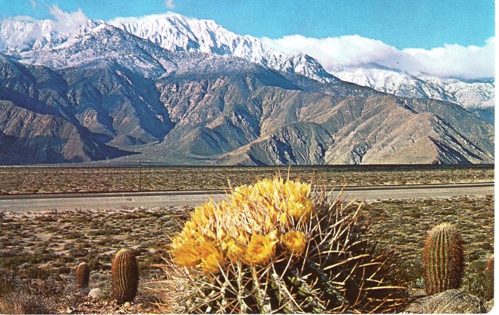 A SPRINGTIME CONTRAST ON THE DESERT - PC6247