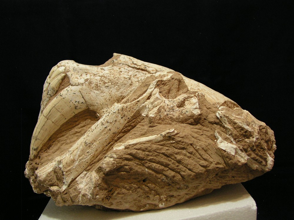 Authentic Saber-Tooth skull matrix