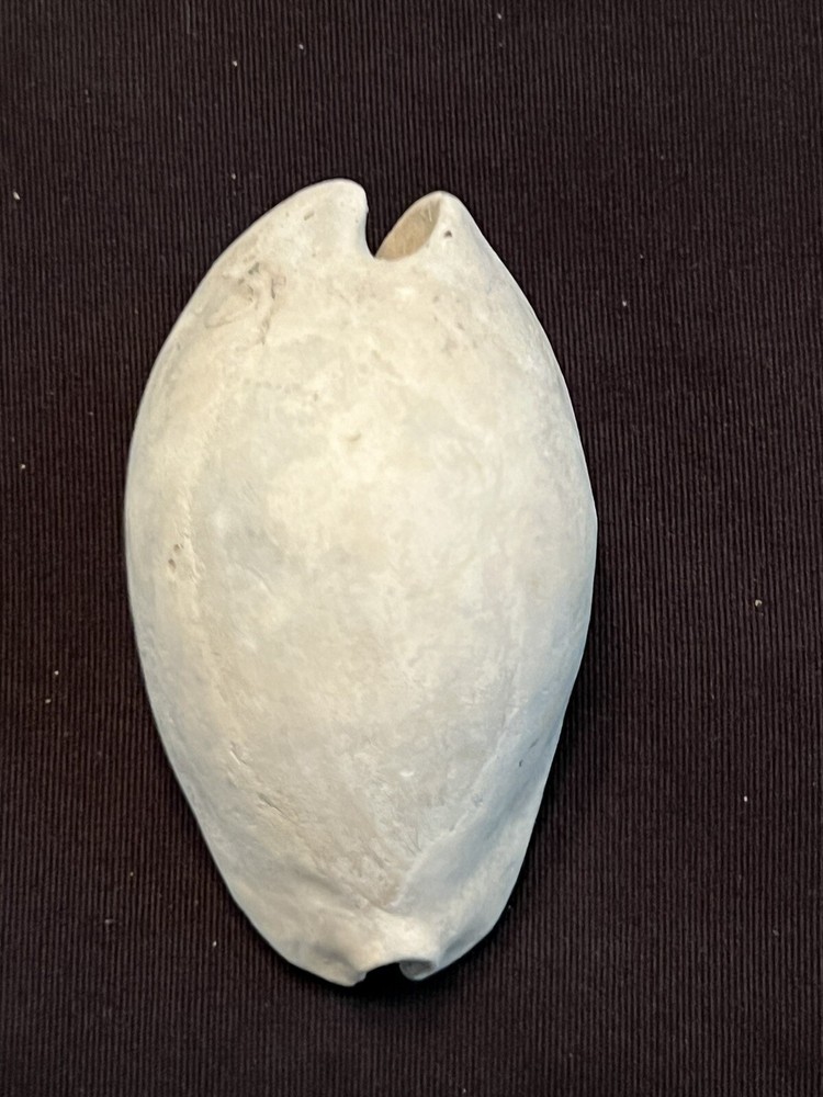 EXTINCT Fossilized COWRIE Shell ( Pseudadusta Marilynae ) From Central Florida.