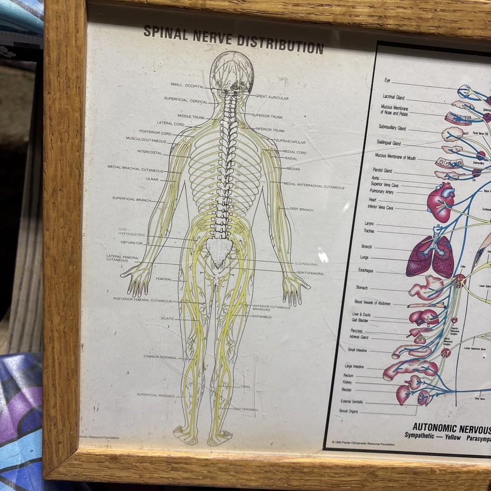 Autonomic Nervous System Light box