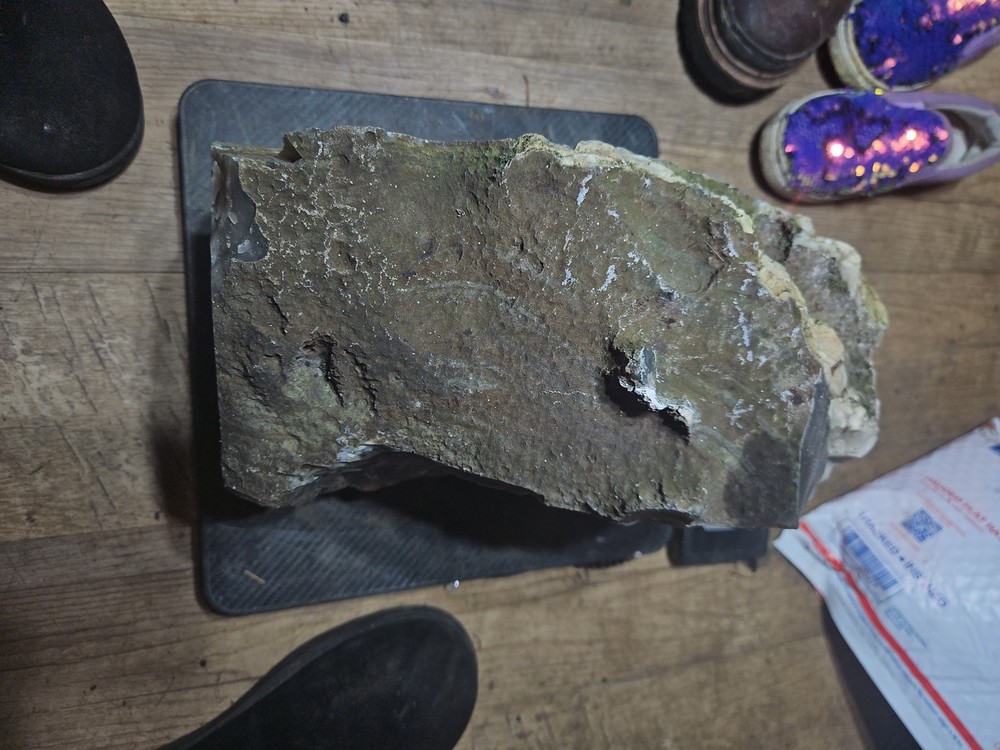 Petrified Palm Tree Root Specimen (36lbs 12oz)