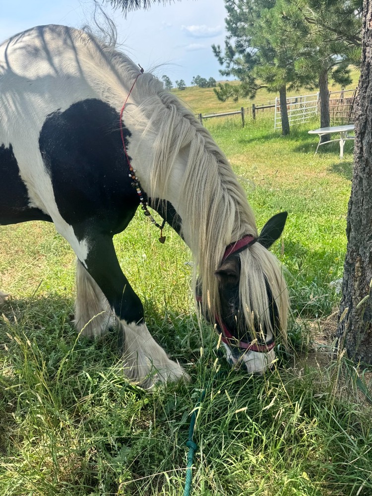 Rhythm Bells for Horses