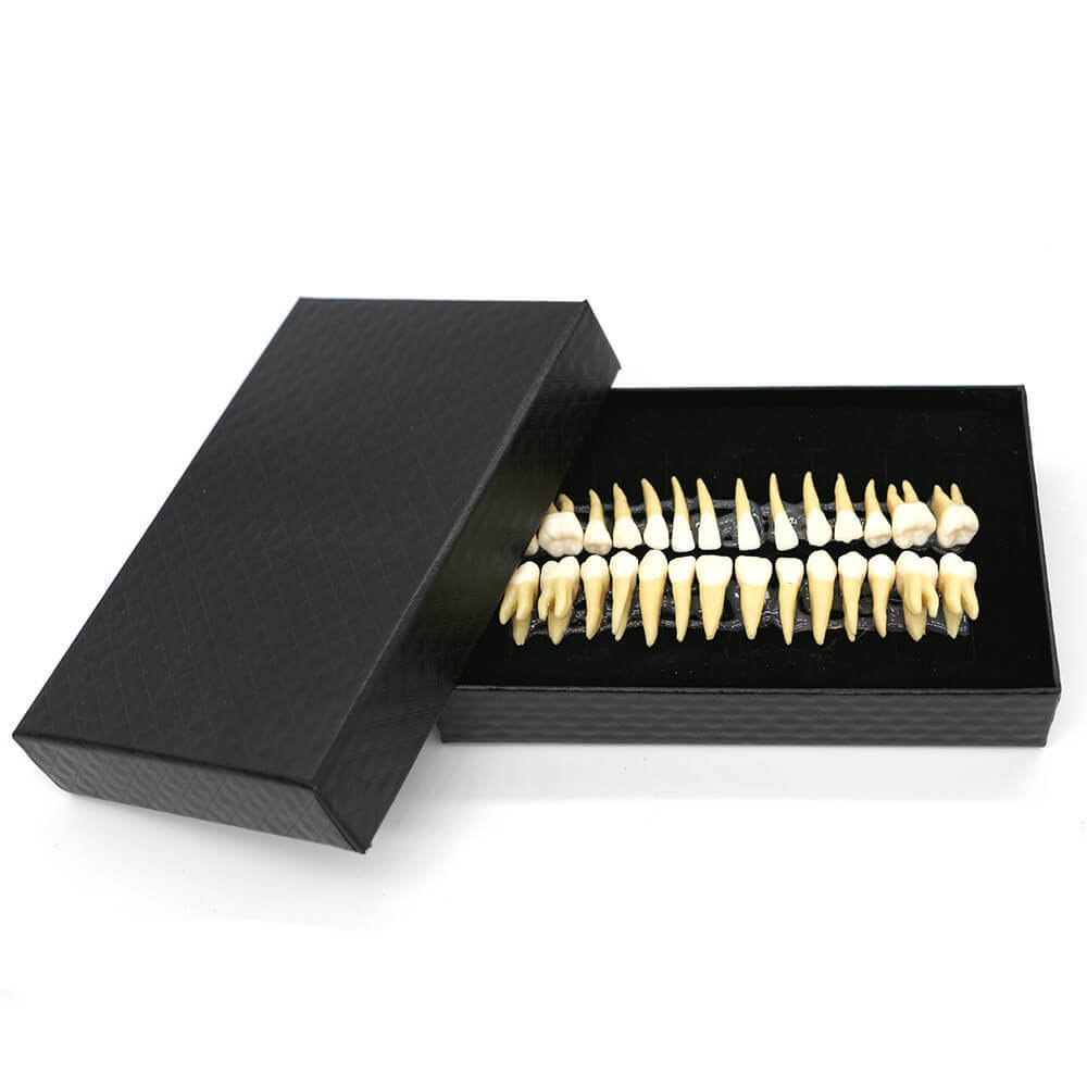 28Pcs 1:1 Permanent Teeth Demonstration Model, Teaching Study Tool