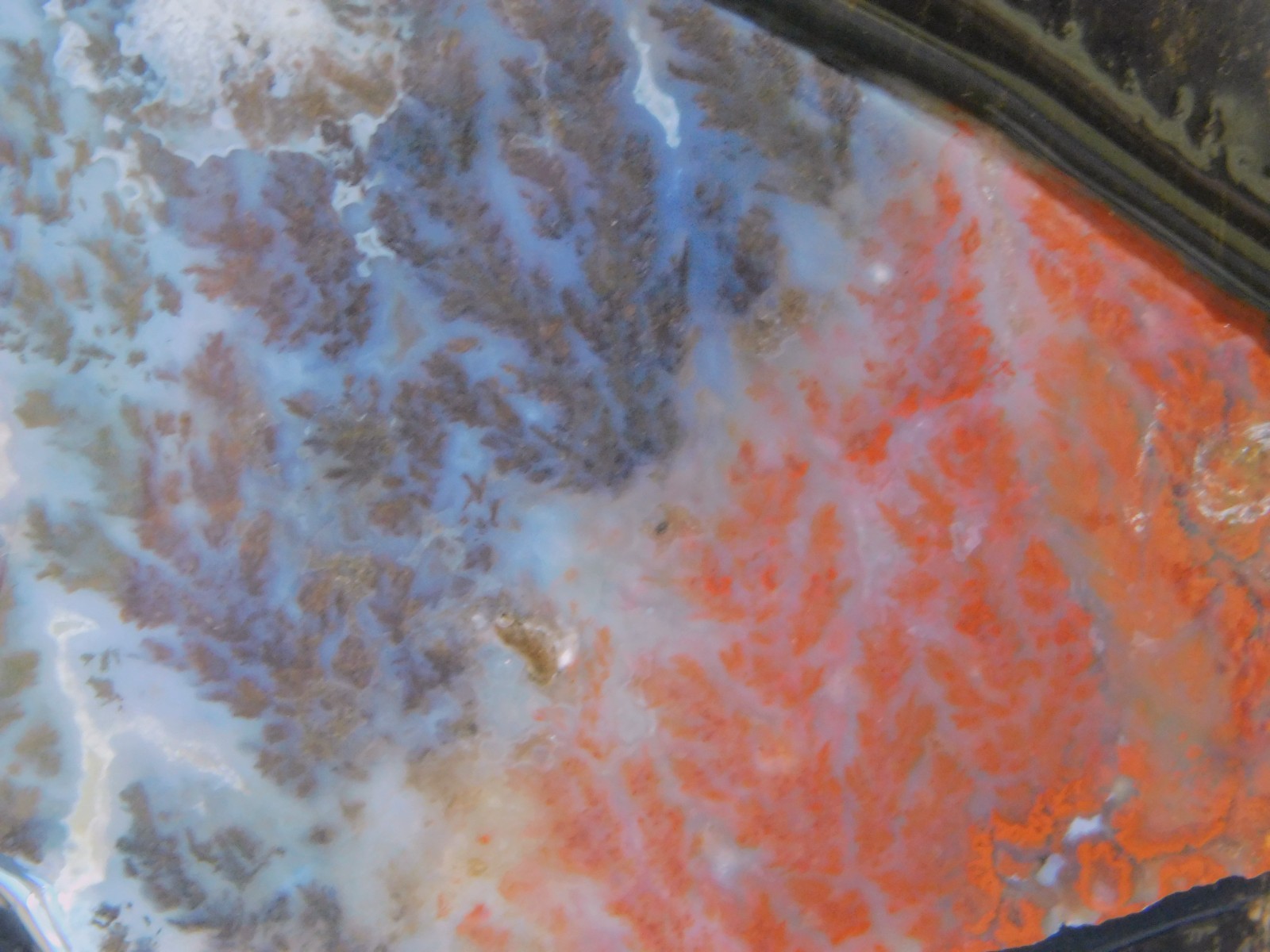 Woodward Ranch Plume Agate lapidary cabbing slab from Texas 4mm thick