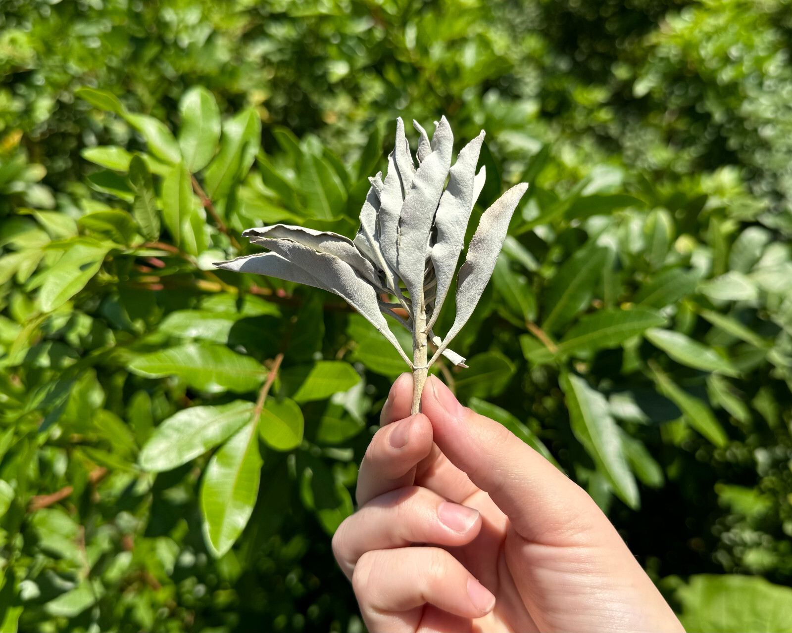 1 lb Loose White Sage Smudge Leaves & Clusters (Cleansing Smudging Purification)