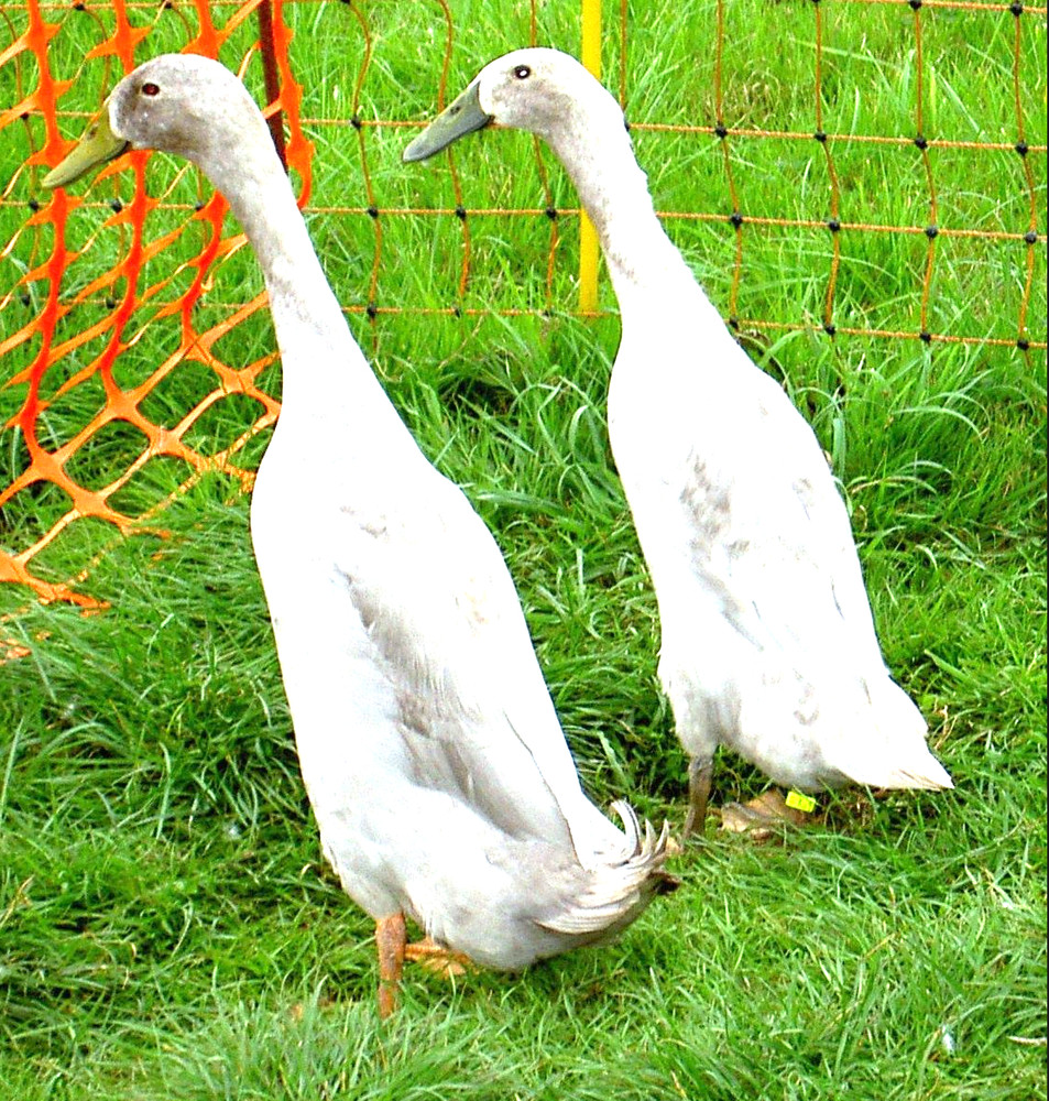 ℝ𝕦𝕟𝕟𝕖𝕣 𝔻𝕦𝕔𝕜 𝔼𝕘𝕘𝕤 8+