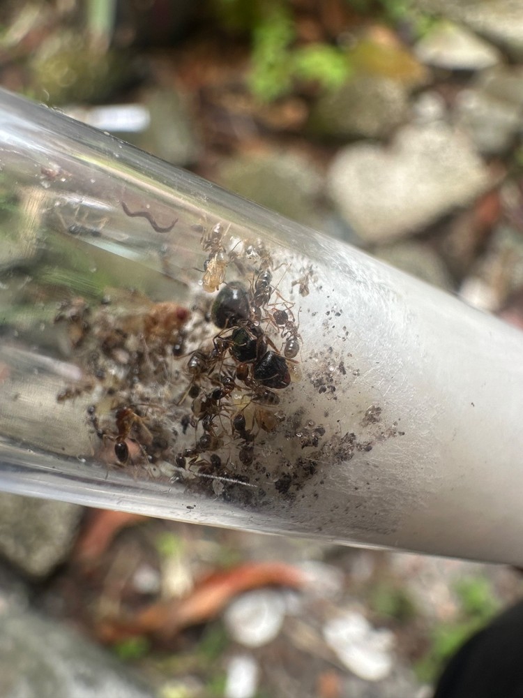Pheidole megacephala ant 1 queens 10 workers with broods